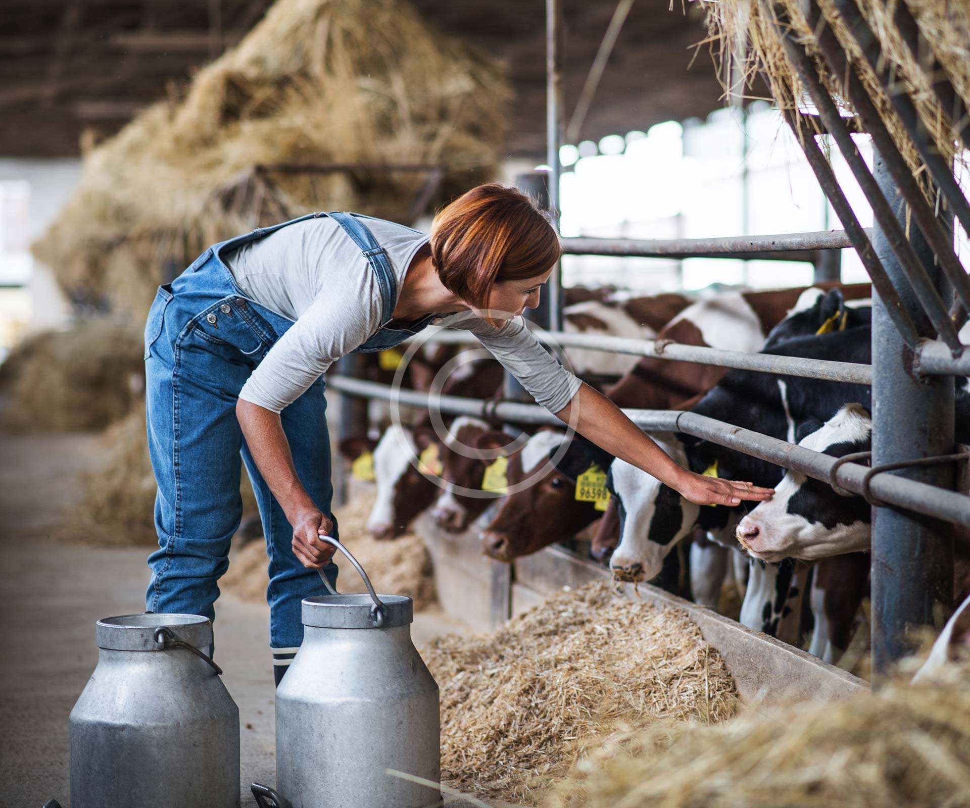 Dairy Farm